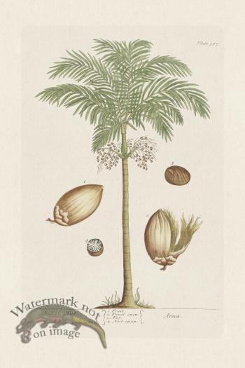 BEE 387 The Indian Nut